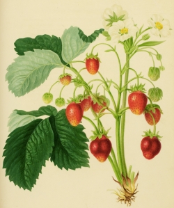 Strawberry plant 1